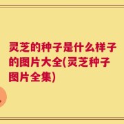 灵芝的种子是什么样子的图片大全(灵芝种子图片全集)