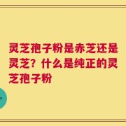 灵芝孢子粉是赤芝还是灵芝？什么是纯正的灵芝孢子粉