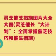 灵芝催芝措施图片大全大图(灵芝催长“大计划”：全面掌握催芝技巧和催生措施)