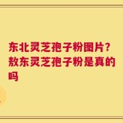 东北灵芝孢子粉图片？敖东灵芝孢子粉是真的吗