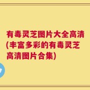 有毒灵芝图片大全高清(丰富多彩的有毒灵芝高清图片合集)