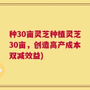 种30亩灵芝种植灵芝30亩，创造高产成本双减效益)