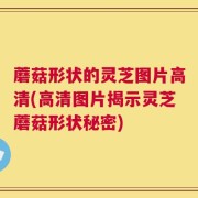 蘑菇形状的灵芝图片高清(高清图片揭示灵芝蘑菇形状秘密)