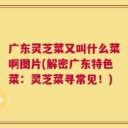 广东灵芝菜又叫什么菜啊图片(解密广东特色菜：灵芝菜寻常见！)