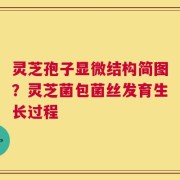 灵芝孢子显微结构简图？灵芝菌包菌丝发育生长过程