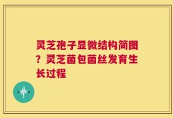 灵芝孢子显微结构简图？灵芝菌包菌丝发育生长过程