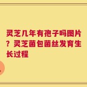 灵芝几年有孢子吗图片？灵芝菌包菌丝发育生长过程