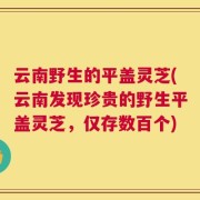 云南野生的平盖灵芝(云南发现珍贵的野生平盖灵芝，仅存数百个)