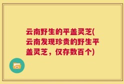 云南野生的平盖灵芝(云南发现珍贵的野生平盖灵芝，仅存数百个)