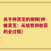 关于种灵芝的视频(种植灵芝：从培育到收获的全过程)