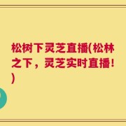 松树下灵芝直播(松林之下，灵芝实时直播！)