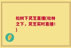 松树下灵芝直播(松林之下，灵芝实时直播！)