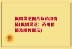 枫树灵芝图片及药用价值(枫树灵芝：药用价值及图片展示)