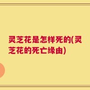 灵芝花是怎样死的(灵芝花的死亡缘由)