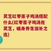 灵芝红枣莲子鸡汤搭配什么(红枣莲子鸡汤佐灵芝，暖身养生滋补之选)
