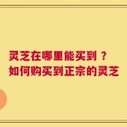 灵芝在哪里能买到 ？如何购买到正宗的灵芝