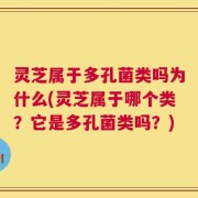 灵芝属于多孔菌类吗为什么(灵芝属于哪个类？它是多孔菌类吗？)