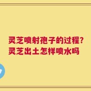灵芝喷射孢子的过程？灵芝出土怎样喷水吗