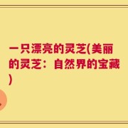 一只漂亮的灵芝(美丽的灵芝：自然界的宝藏)