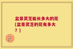 盆景灵芝能长多大的花(盆景灵芝的花有多大？)