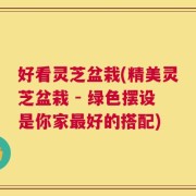 好看灵芝盆栽(精美灵芝盆栽 - 绿色摆设是你家最好的搭配)
