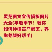 灵芝图文宣传模板图片大全(丰收季节！教你如何种植高产灵芝，养生养颜好帮手)