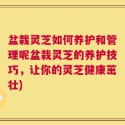 盆栽灵芝如何养护和管理呢盆栽灵芝的养护技巧，让你的灵芝健康茁壮)