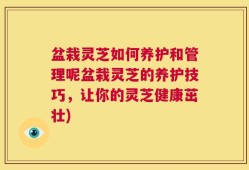 盆栽灵芝如何养护和管理呢盆栽灵芝的养护技巧，让你的灵芝健康茁壮)