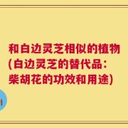 和白边灵芝相似的植物(白边灵芝的替代品：柴胡花的功效和用途)