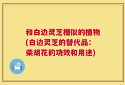 和白边灵芝相似的植物(白边灵芝的替代品：柴胡花的功效和用途)