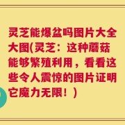 灵芝能爆盆吗图片大全大图(灵芝：这种蘑菇能够繁殖利用，看看这些令人震惊的图片证明它魔力无限！)