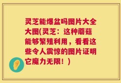 灵芝能爆盆吗图片大全大图(灵芝：这种蘑菇能够繁殖利用，看看这些令人震惊的图片证明它魔力无限！)