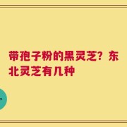 带孢子粉的黑灵芝？东北灵芝有几种