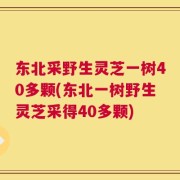 东北采野生灵芝一树40多颗(东北一树野生灵芝采得40多颗)