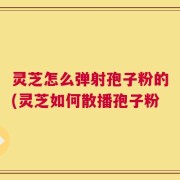 灵芝怎么弹射孢子粉的(灵芝如何散播孢子粉