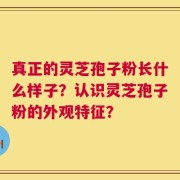 真正的灵芝孢子粉长什么样子？认识灵芝孢子粉的外观特征？
