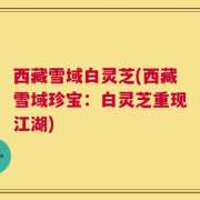 西藏雪域白灵芝(西藏雪域珍宝：白灵芝重现江湖)