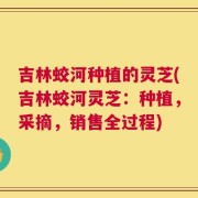 吉林蛟河种植的灵芝(吉林蛟河灵芝：种植，采摘，销售全过程)