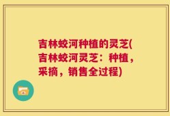 吉林蛟河种植的灵芝(吉林蛟河灵芝：种植，采摘，销售全过程)