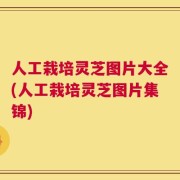 人工栽培灵芝图片大全(人工栽培灵芝图片集锦)