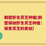 鹤壁野生灵芝种植(鹤壁探秘野生灵芝种植：探索灵芝的奥秘)