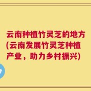 云南种植竹灵芝的地方(云南发展竹灵芝种植产业，助力乡村振兴)