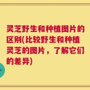 灵芝野生和种植图片的区别(比较野生和种植灵芝的图片，了解它们的差异)