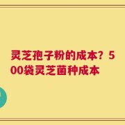 灵芝孢子粉的成本？500袋灵芝菌种成本