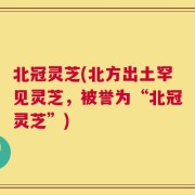 北冠灵芝(北方出土罕见灵芝，被誉为“北冠灵芝”)
