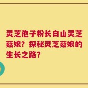 灵芝孢子粉长白山灵芝菇娘？探秘灵芝菇娘的生长之路？
