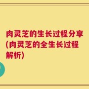 肉灵芝的生长过程分享(肉灵芝的全生长过程解析)