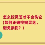 怎么挖灵芝才不会伤它(如何正确挖掘灵芝，避免损伤？)