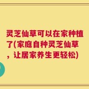 灵芝仙草可以在家种植了(家庭自种灵芝仙草，让居家养生更轻松)