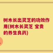 树木长出灵芝的功效作用(树木长灵芝 宝贵的养生良药)